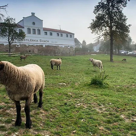 Wellness Svachovka 3* Mírkovice