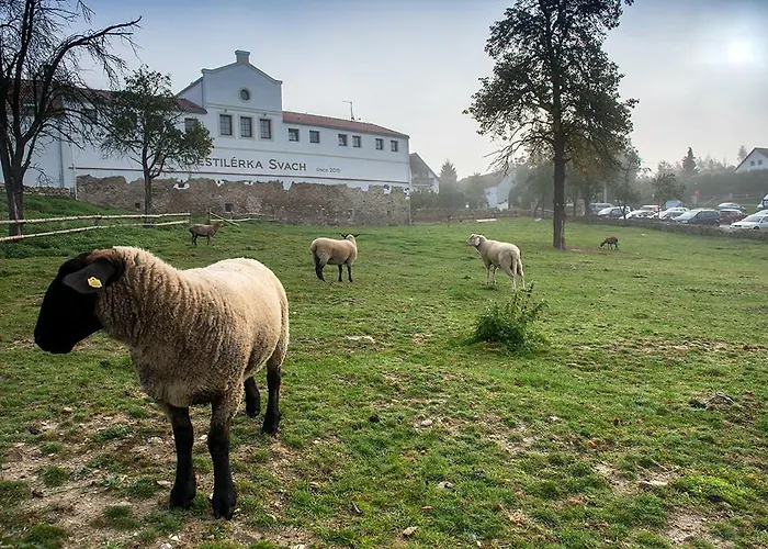 Wellness Svachovka 3* Mírkovice